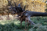 Jardin-des-Tuileries Jardin-des-Tuileries